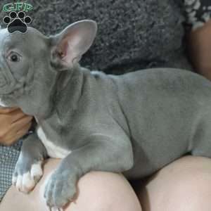 Misty, French Bulldog Puppy